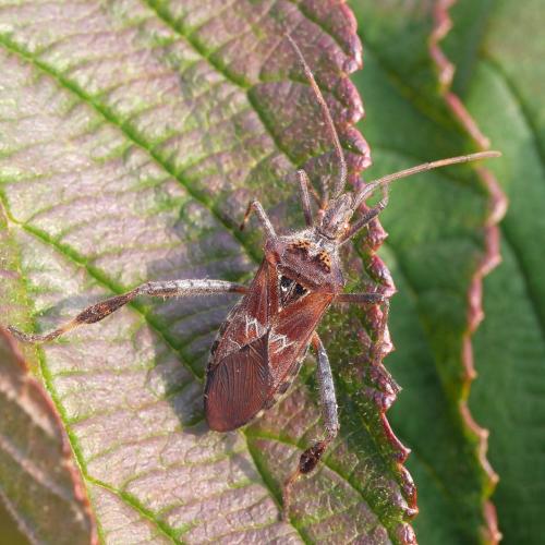 Réf. 293 253 : Leptoglossus occidentalis